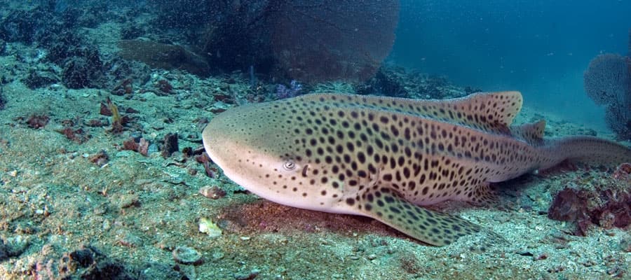 Leopard Shark in Phuket