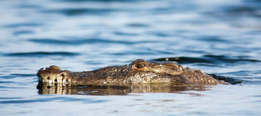 Spot Crocodiles on your cruise