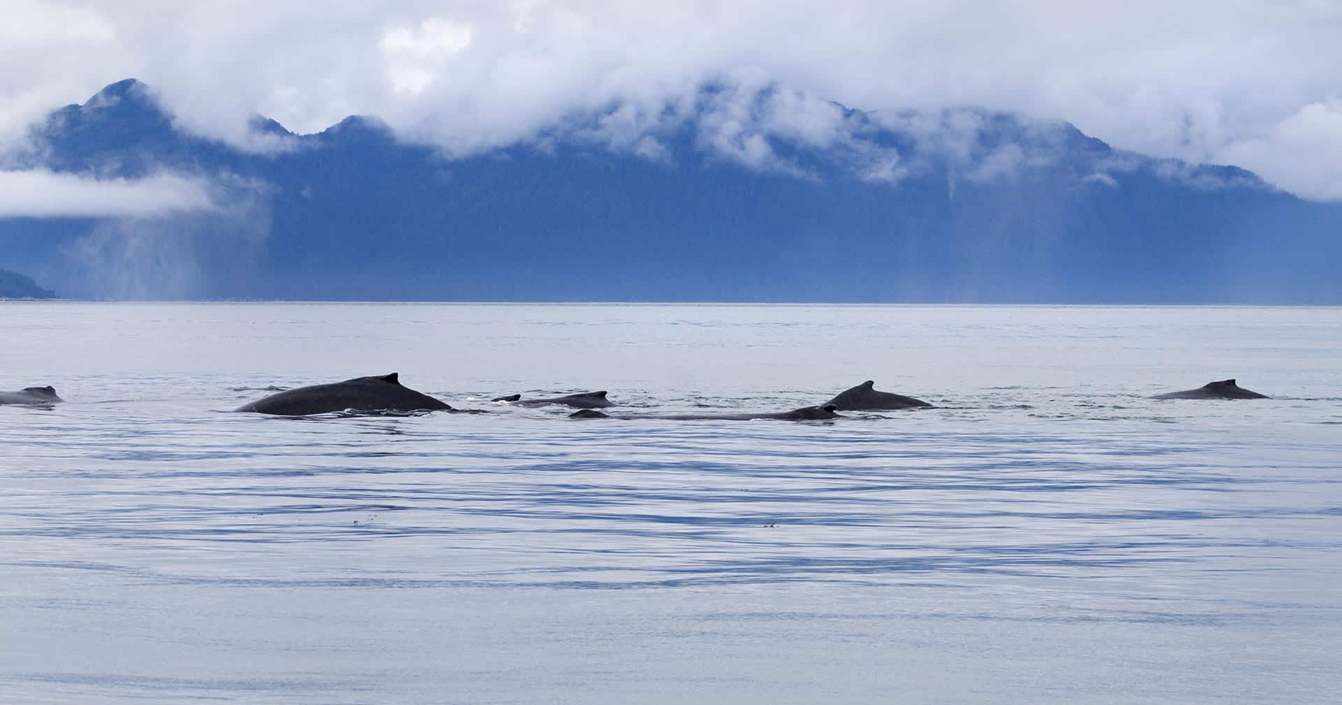 Whale And Marine Mammals Cruise