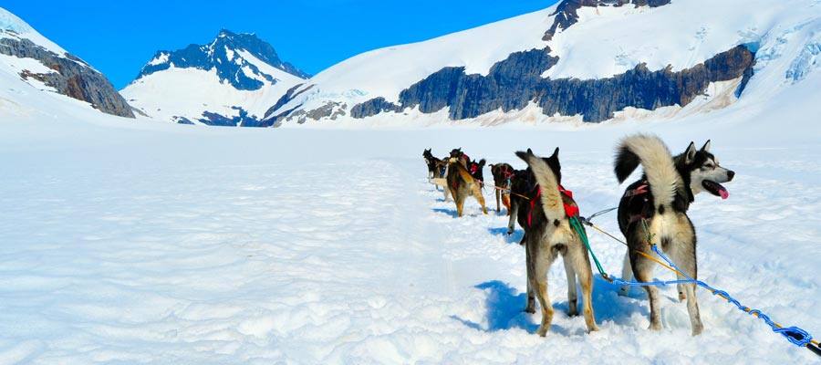Dog Sledding on Alaska cruise