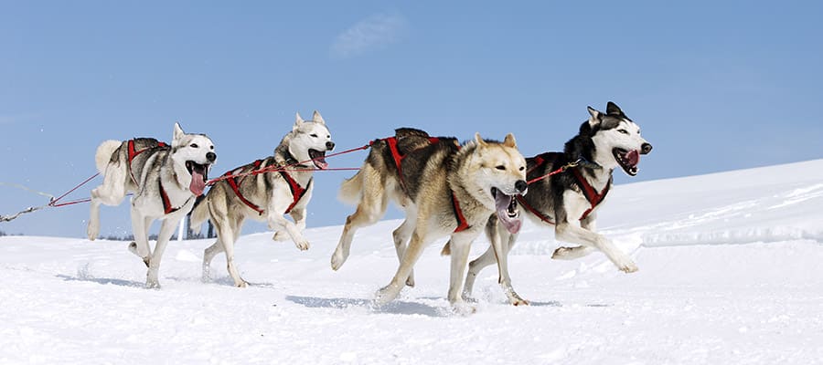 See Alaskan Sled Dogs on a Cruise with Norwegian