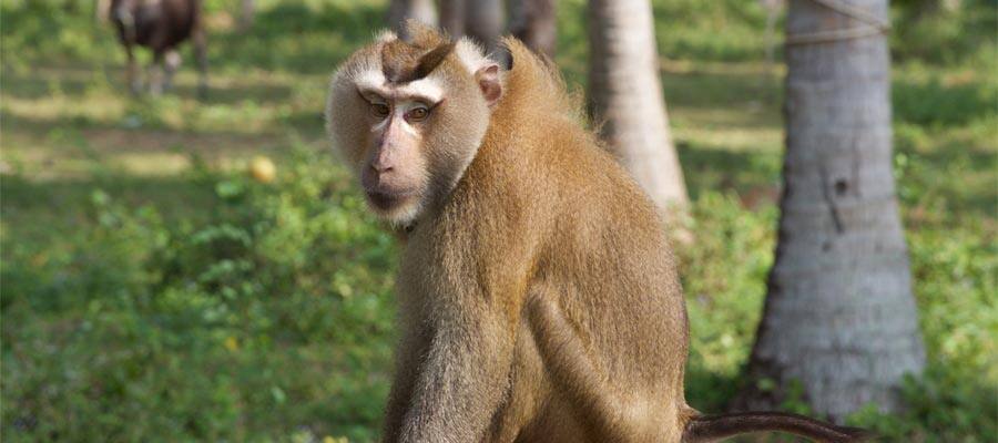 Macaque on your Cruise to Ko Samui