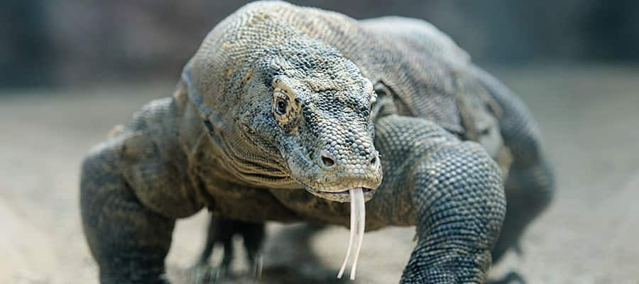 Komodo Dragon on your Komodo Cruises