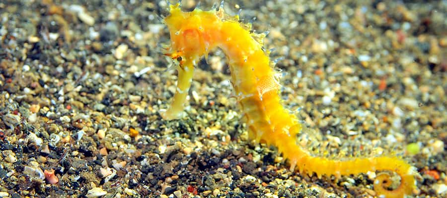 Seahorse on your cruise to Komodo