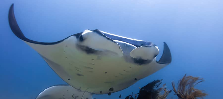 Manta Rays in Komodo