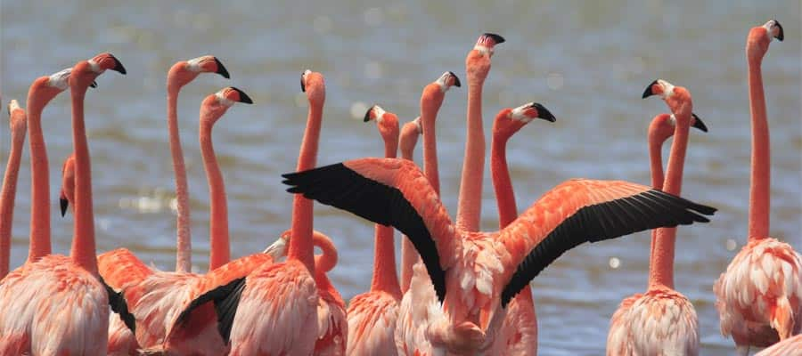 Greater Flamingo sighting when you cruise to Bonaire