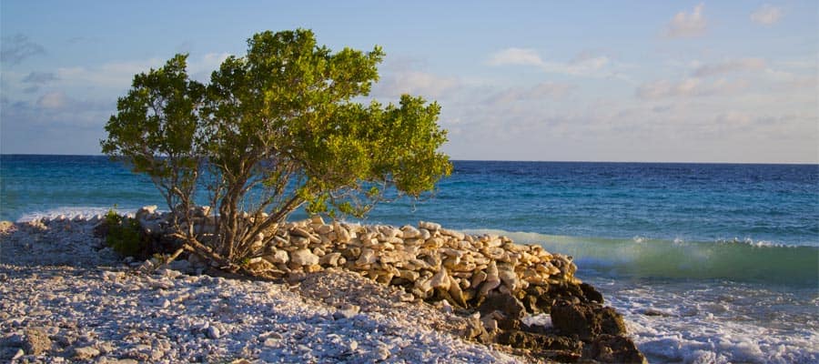 Cruise to Bonaire and see the Oceanside Divi Divi Tree