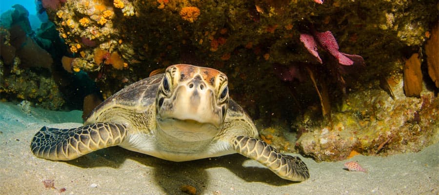 Sea turtles on Caribbean cruises