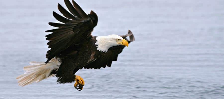 American bald eagle on Alaska cruise
