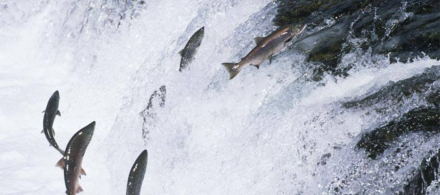Salmon jumping upstream on your Ketchikan cruise