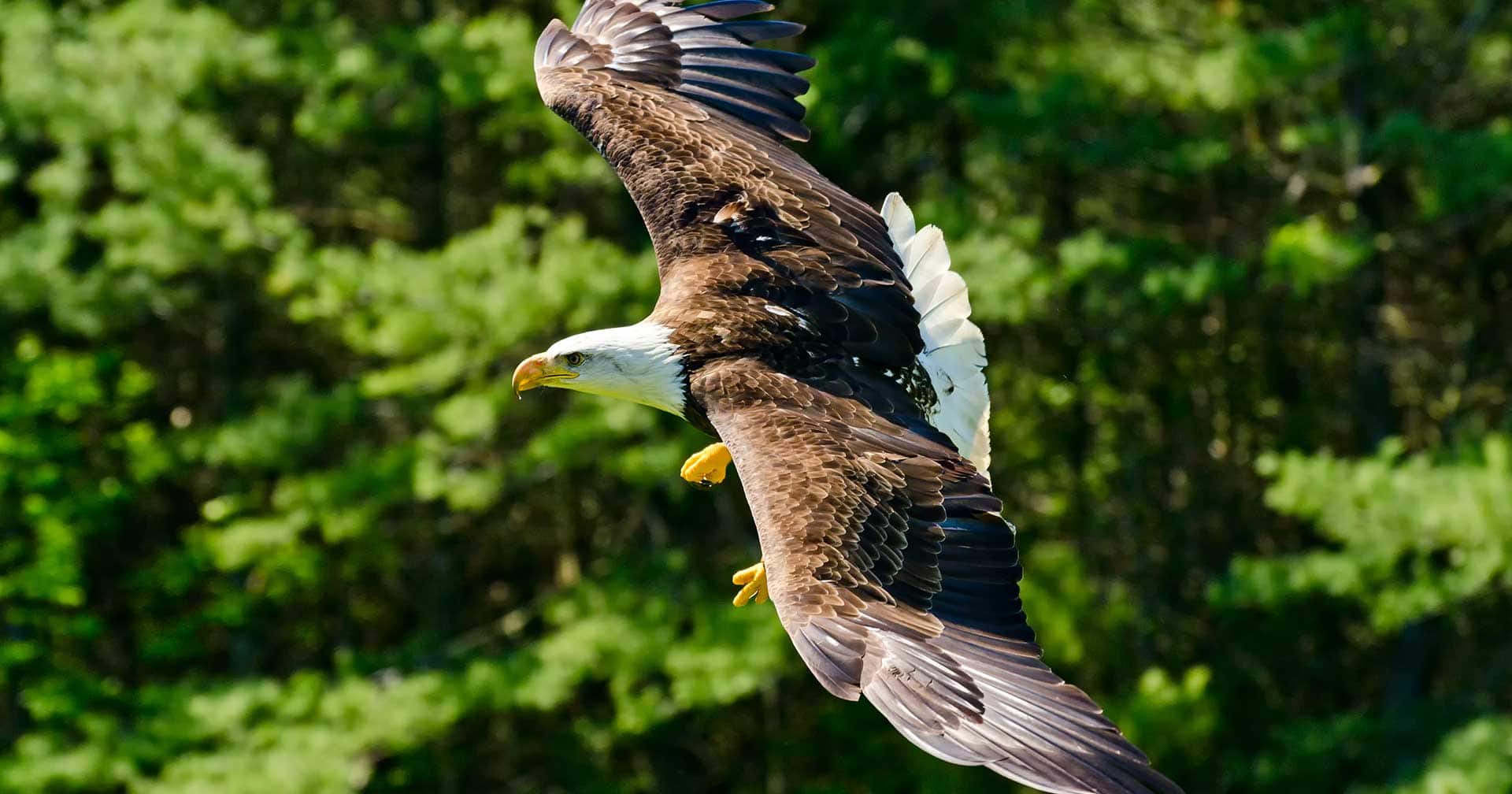 Rainforest Wildlife Sanctuary & Totems Park