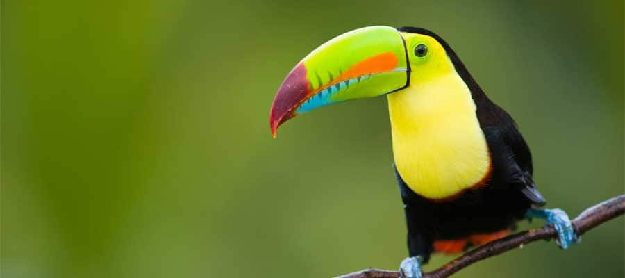 Colorful toucan in Puerto Limon