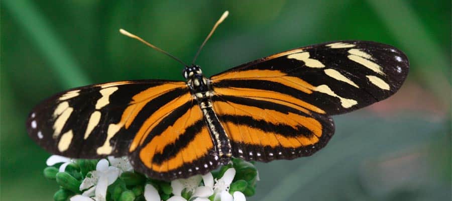 Look out for Butterflies on your Panama Canal cruise