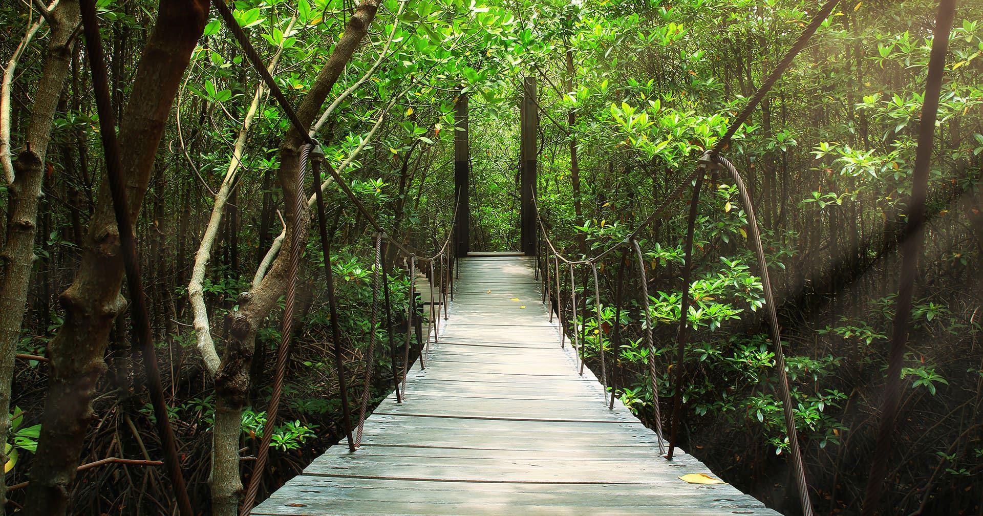 Go Green- Restoration & Rainforest Sky Walk