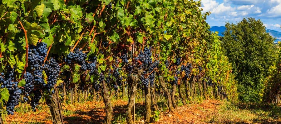 Stroll the vineyards of Tuscany when you cruise to Europe