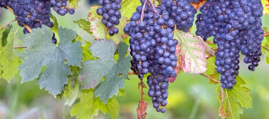 Fresh grapes in Bordeaux on your Europe cruise