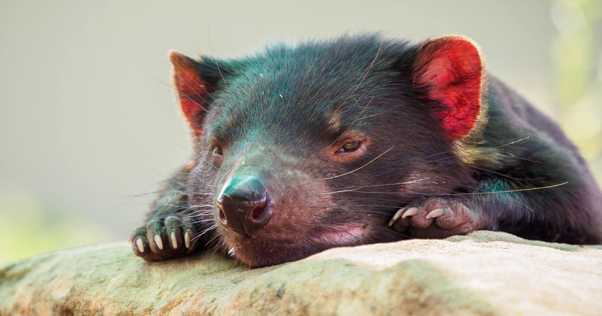 Sovereign Hill & Wildlife Park