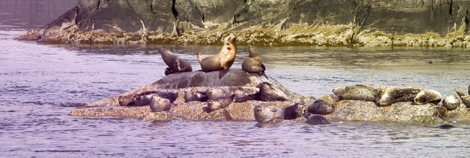 /sites/default/files/MI.NB-Skagway-seals.jpg