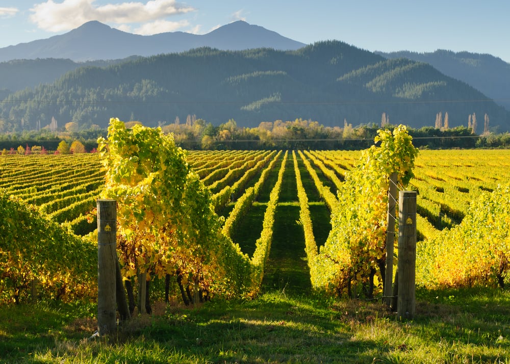 Stunning Greens in Marlborough, New Zealand