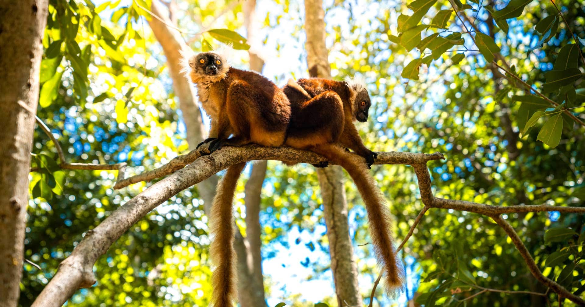 Nosy Komba - Isle of Lemurs