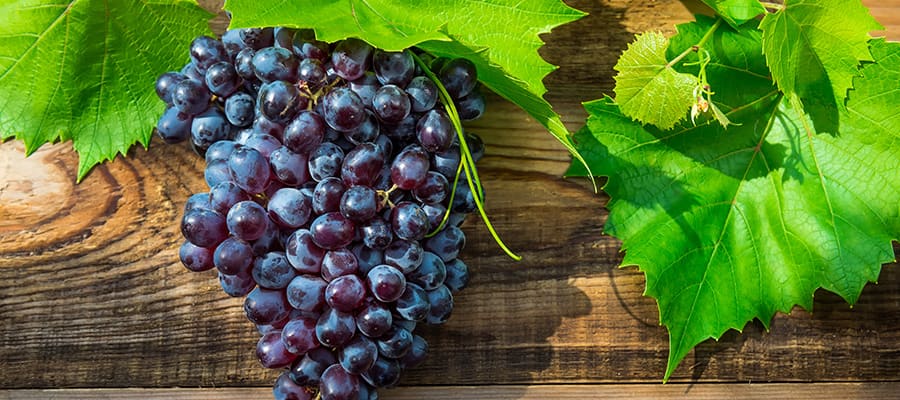 Blue Grapes on a Napier Cruises