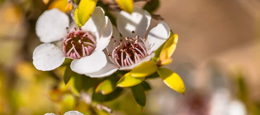 Manuka flower on a Napier Cruise