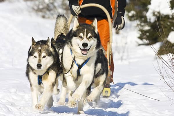 Experience Dog Sledding in the Sled Dog Kennel Tour