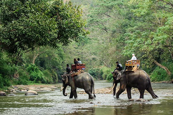 Jungles of Thailand