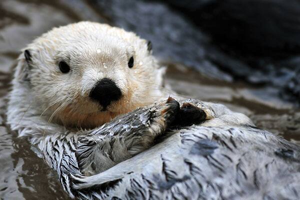 Arctic Sea Otter on an Alaskan cruise