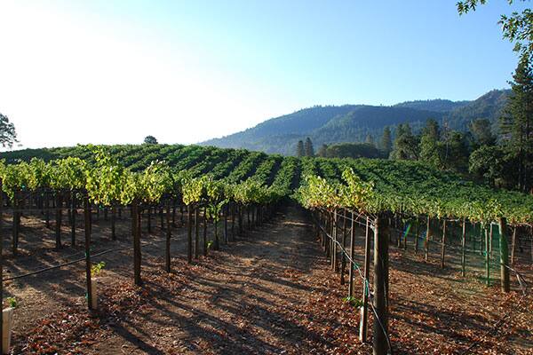 The Michael Mondavi Family Vineyard