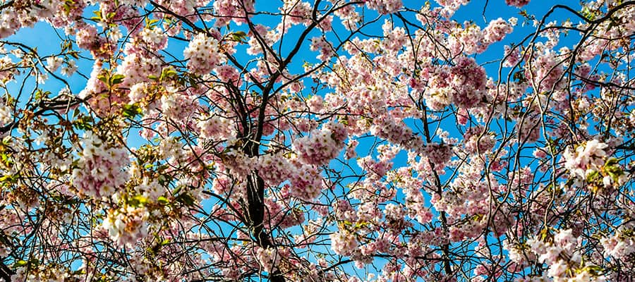 Cherry blossoms in bloom on a Dunedin Cruise