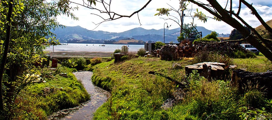 Picturesque views on Dunedin Cruises