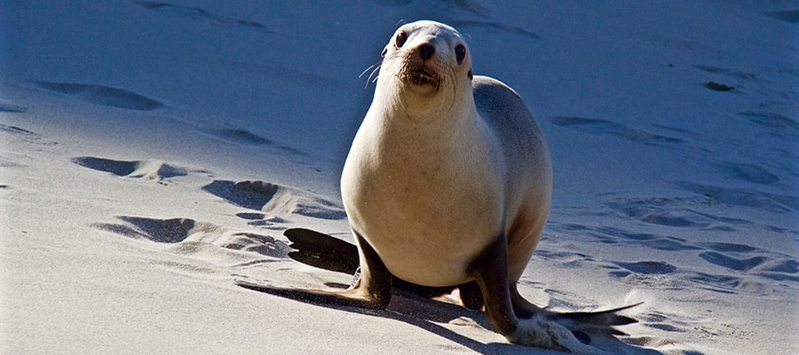 Adorable Seal on a Cruise to Dunedin