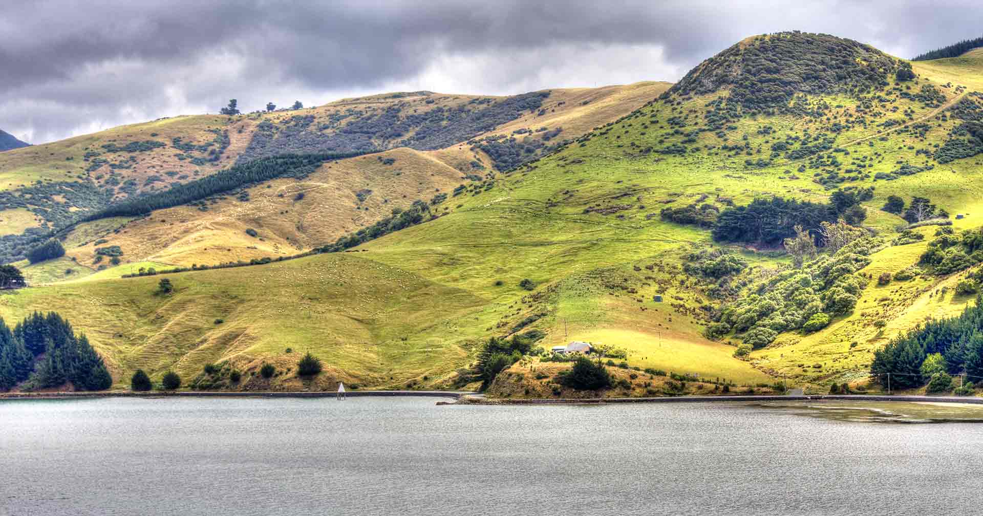 Otago Harbor Wildlife Cruise