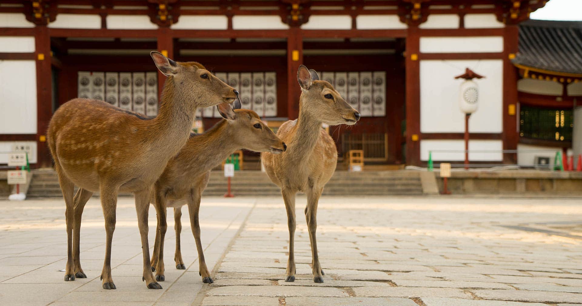 Nara & Osaka Discovery