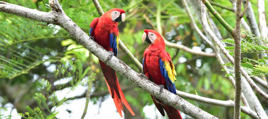 Friendly parrots