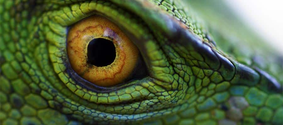 Eye of green basilisk