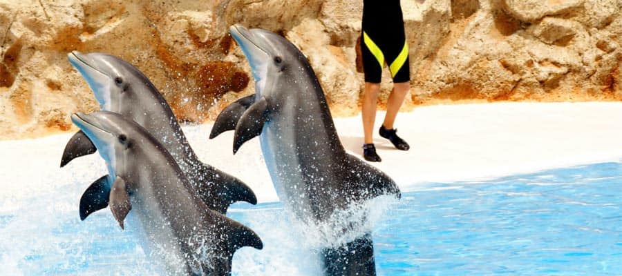 Be dazzled in a dolphin show