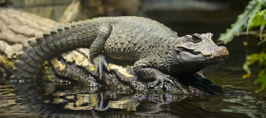 Stop by an alligator farm on your Orlando cruise