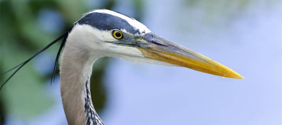Spot Great blue heron on Orlando Cruises