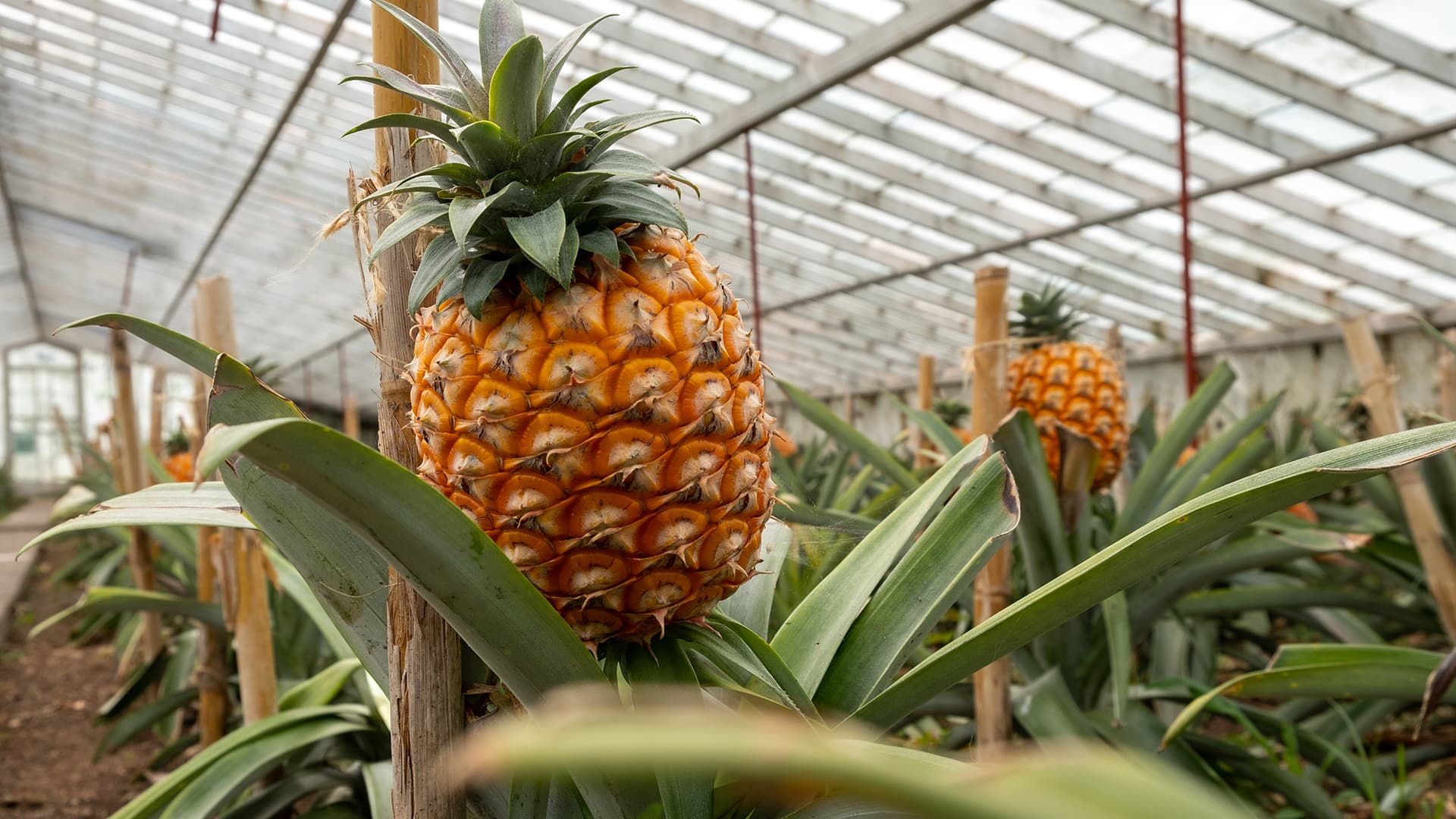 Go Green-Sustainable Pineapple & Cosmetics