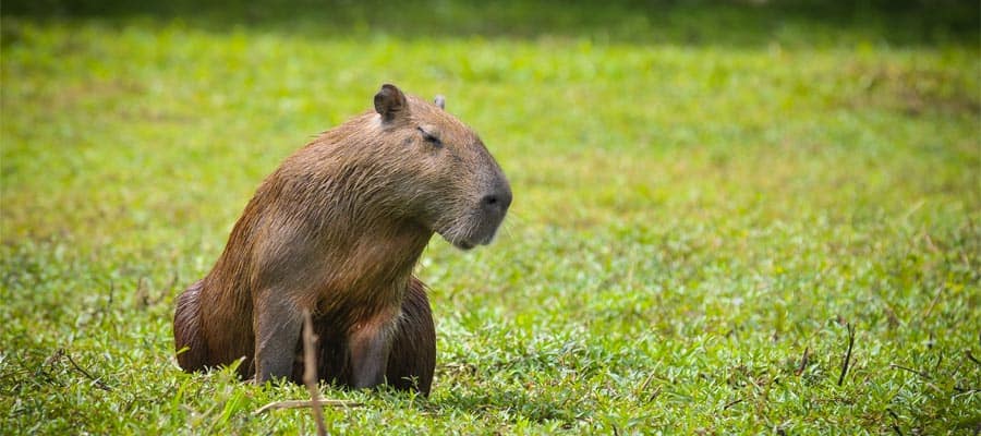 Capybara in Punta Del Este