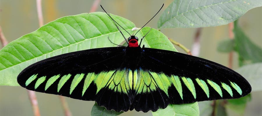 Rajah Brooke's Birdwing on your Asia Cruises