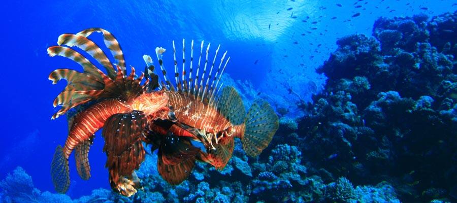 Lionfish in St. Maarten