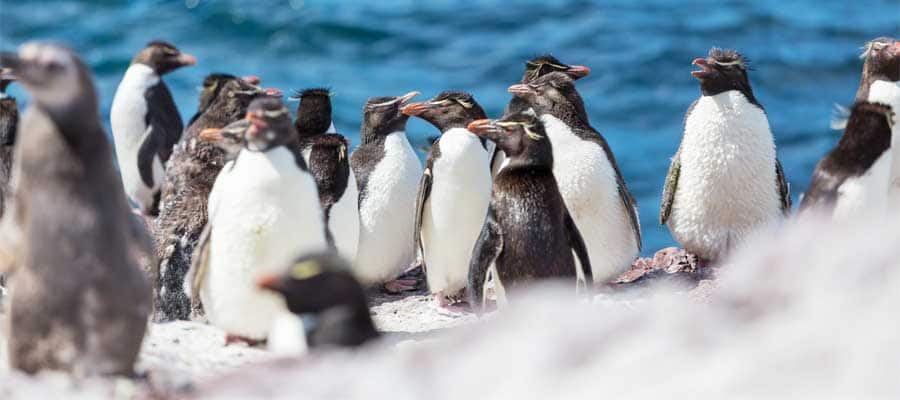 Friendly penguins in Puerto Madryn