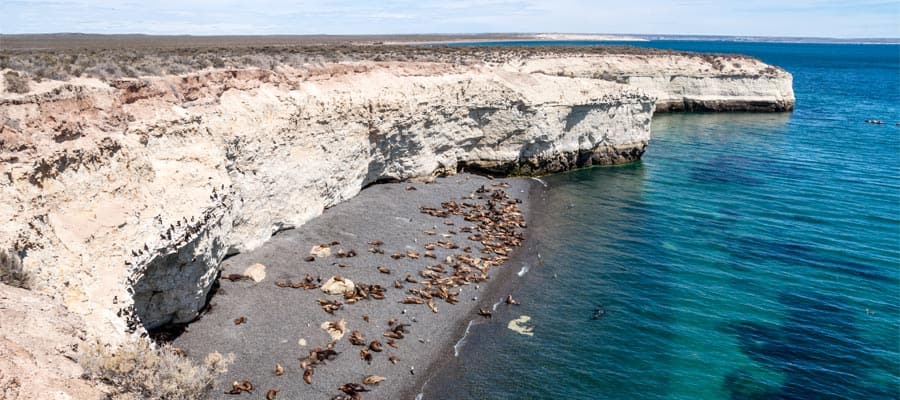 Colony of sea lions 