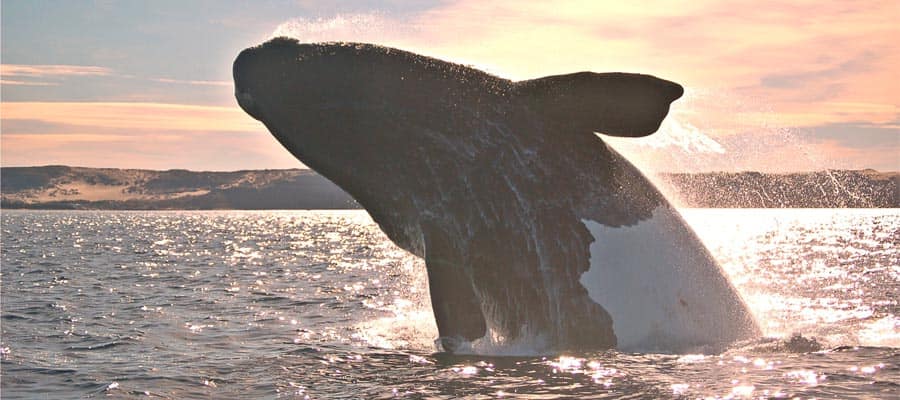 Humpback whales in Puerto Madryn