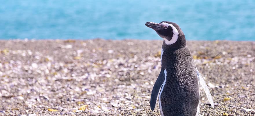 16-Day Antarctica & South America from Buenos Aires: Argentina, Falkland Islands & Uruguay