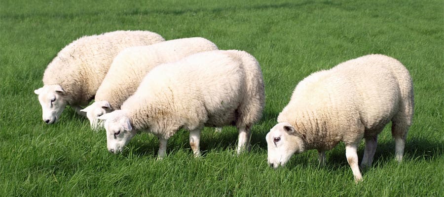 Spot Sheep when you cruise to the Falkland Islands