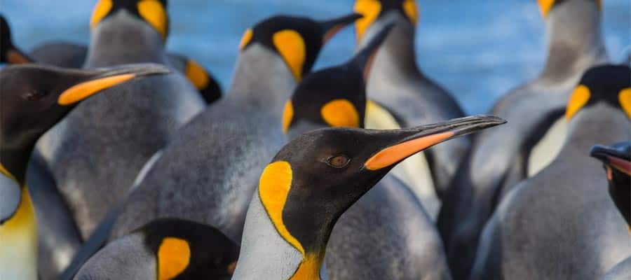 Penguins in the Falkland Islands